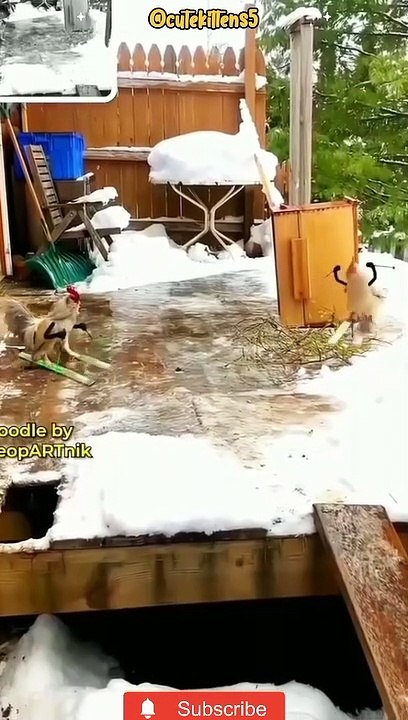cutest little kittens meowing compilation