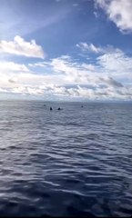 Vídeo mostra australianos a ser encontrados no mar após 38h