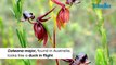 Orchids That Look Like Animals | Outlook Traveller Fun Facts