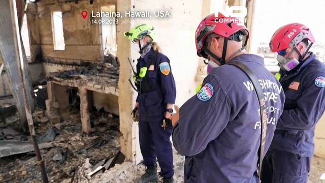 Incendio nelle Hawaii, i cani molecolari impiegati nella ricerca delle vittime