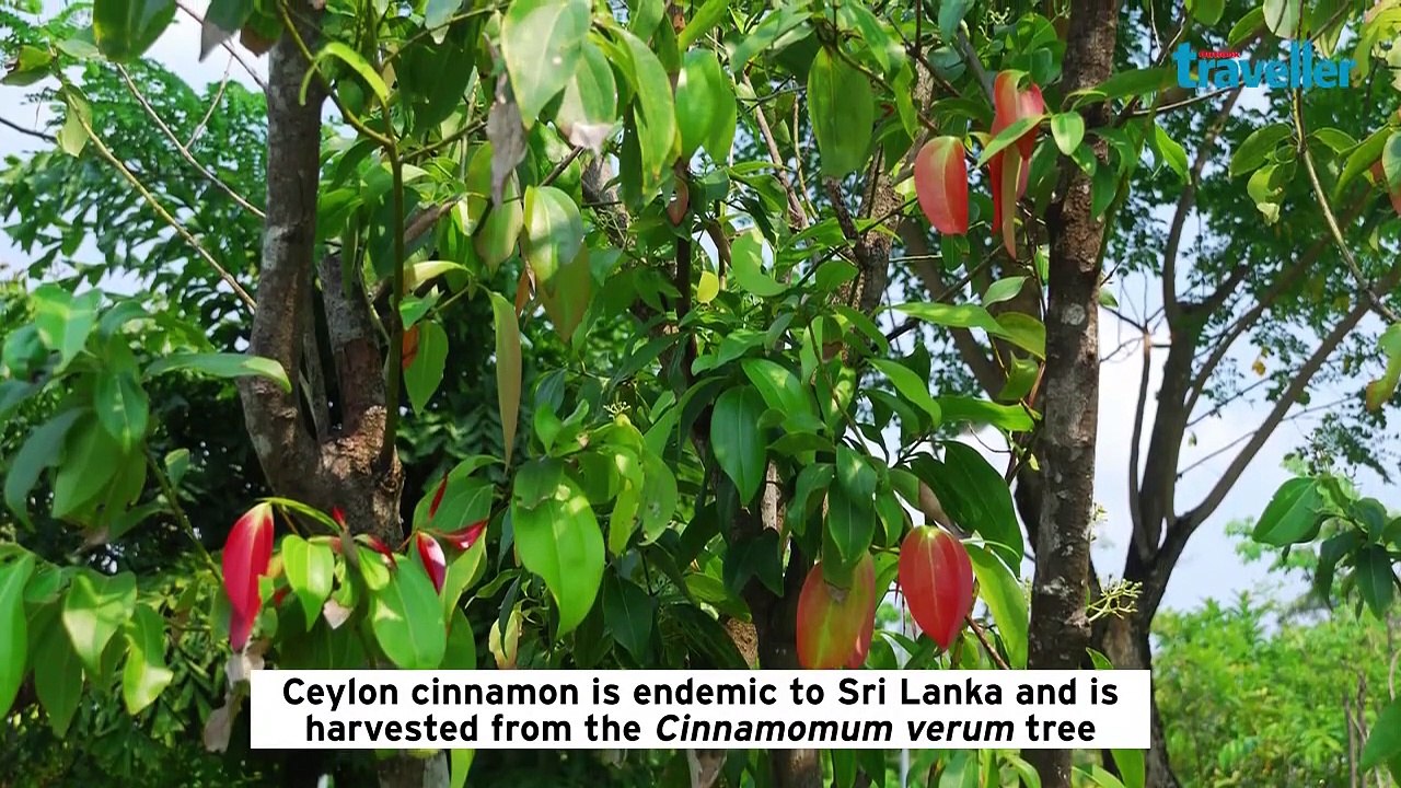 How To | Ceylon Cinnamon