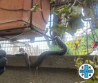 Quarto Oggiaro, trovano un serpente sul balcone di casa: il video