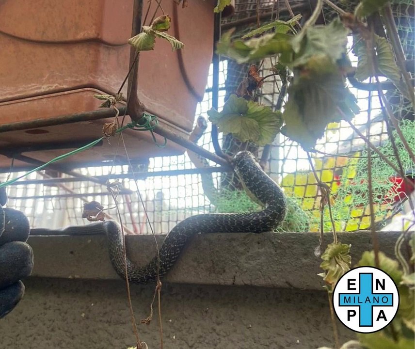 Quarto Oggiaro, trovano un serpente sul balcone di casa: il video