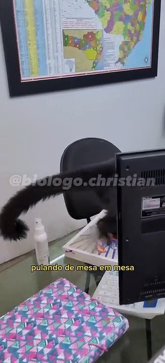Macaco faz bagunça em escritório e pula no ombr...