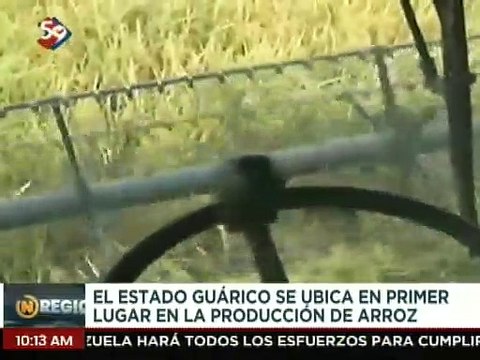 Guárico | 42 mil hectáreas de arroz fueron sembradas en el ciclo norte verano para el impulso productivo
