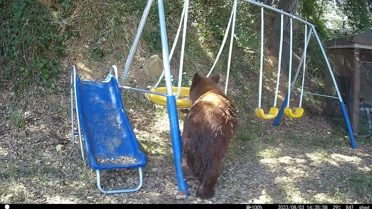 L'ours noir aime se balancer