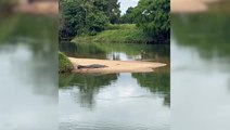 Huge crocodile lurks metres behind oblivious fisherman in Australia