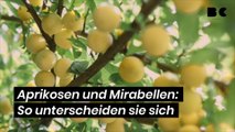 Aprikosen und Mirabellen: So unterscheiden sie sich