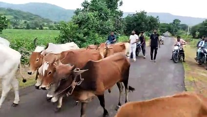 पैदल कत्लखाने जा रहे 18 गोवंश पकड़ाए, तस्करों ने किया पथराव