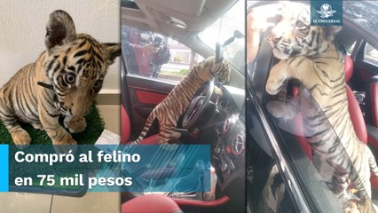 Paseaba un tigre de bengala bebé en su vehículo y lo detienen