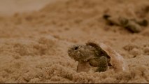 Check Out the WORLD'S LARGEST Hatching of Baby Turtles