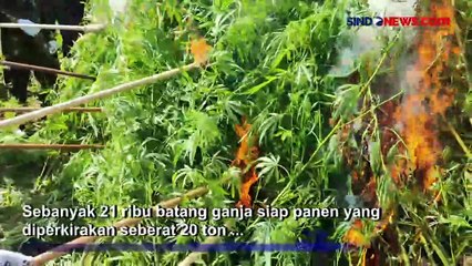 BNN Temukan 4,5 Hektare Ladang Ganja di Aceh Utara Berkedok Perkebunan Warga