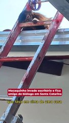 Macaquinho invade escritório e fica amigo de biólogo em Santa Catarina
