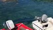 Palermo, uno squalo verdesca avvistato al porticciolo di Sant'Erasmo