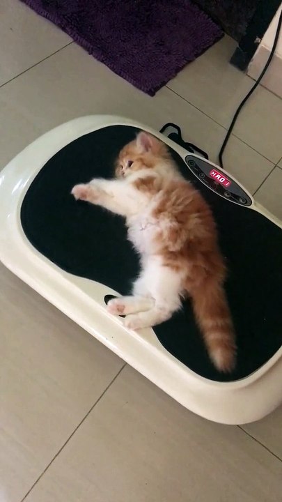 Masseur secoue chaton