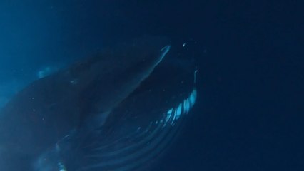 Divers Have Up-Close Encounter With a HUMPBACK WHALE