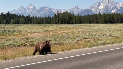 Even Grizzlies Look Both Ways Before Crossing the Street