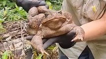 Is This the BIGGEST TOAD You’ve Ever Seen?