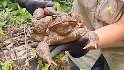 Is This the BIGGEST TOAD You’ve Ever Seen?