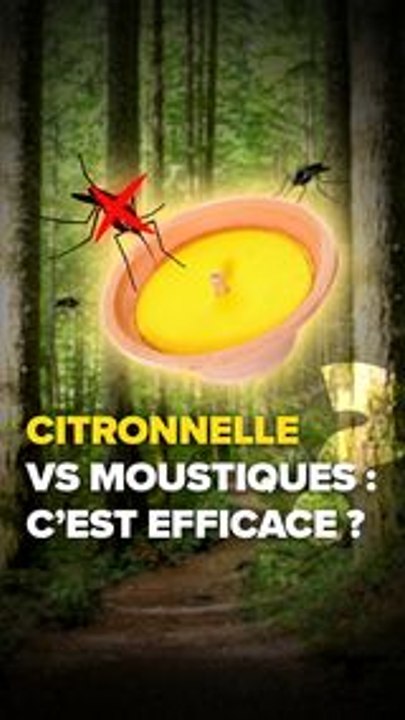 Citronnelle vs moustiques : c'est efficace ?