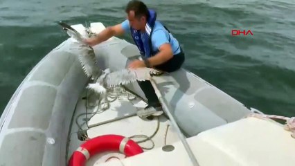 Dalgıç polisler tarafından kurtarılan martı yeniden doğaya salındı