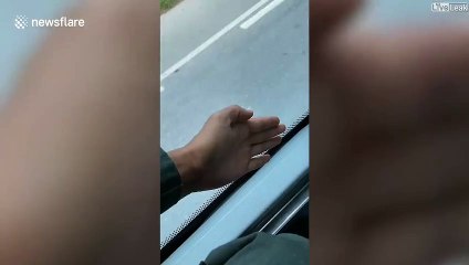 Ce petit lézard prend le bus gratuitement