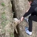 Il sauve un mouton coincé dans un trou... attendez la fin