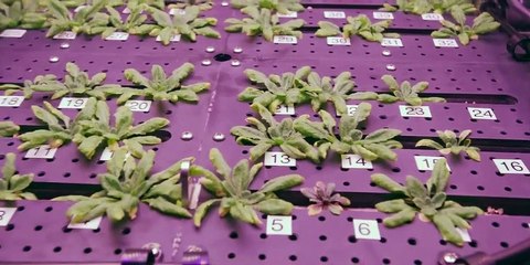 First 8K Video from Space