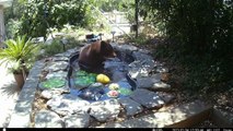 L'ours joue avec la fontaine dans l'étang de l'arrière-cour