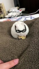 My hamster eating a banana biscotti treat with glasses on