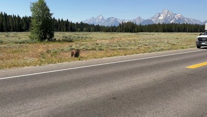 Even Grizzlies Look Both Ways Before Crossing the Street