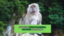 Nuevos casos de viruela del mono alertan a la OMS