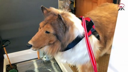 Man who spent £12,000 to become a dog reveals what his family thinks