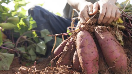 How and When to Harvest Sweet Potatoes