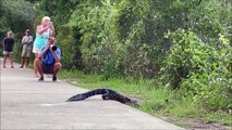 Les alligators traversent l'allée des alligators