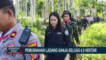 BNN, Polri dan TNI Musnahkan Ladang Ganja Seluas 4,5 Hektar di Aceh Utara