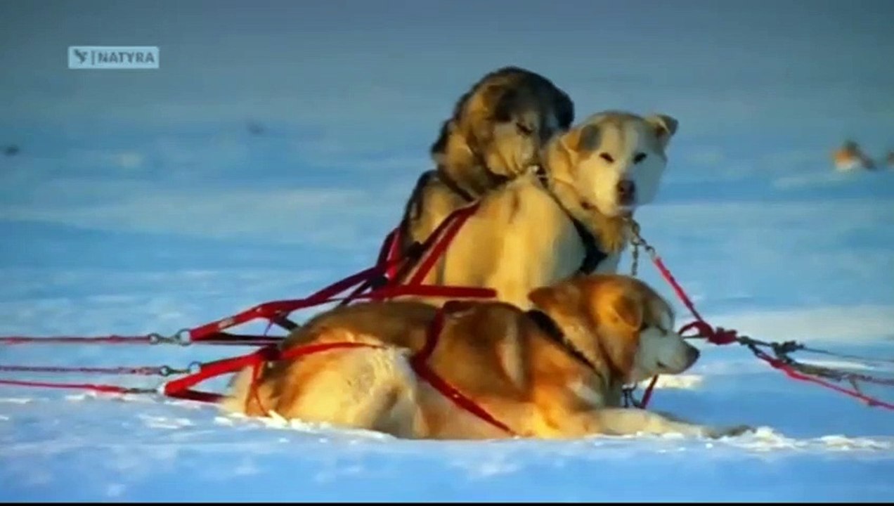 Qentë e Alaskës - Dokumentar Shqip - video Dailymotion