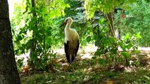 Le bébé cigogne errant parmi les gens est devenu la mascotte du parc