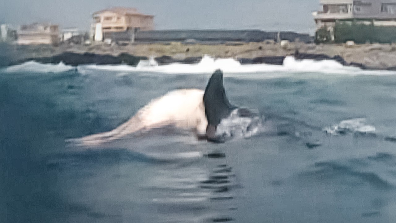 "죽어도 못 보내"...죽은 새끼 업고 다닌 돌고래의 애끊는 모정 [띵동 이슈배달] / YTN