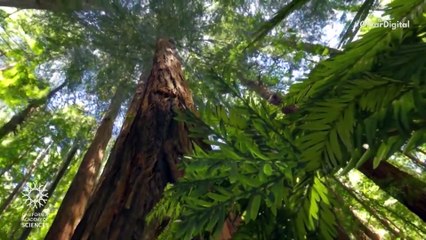 Novo design de energia solar se inspira na natureza