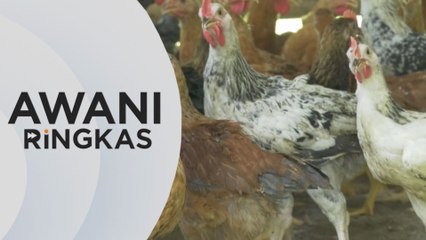 AWANI Ringkas: Tiada laporan kekurangan bekalan ayam di peringkat ladang