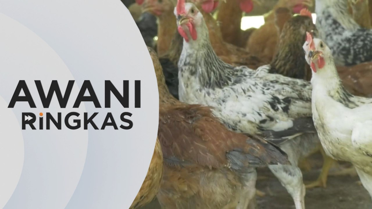 AWANI Ringkas: Tiada laporan kekurangan bekalan ayam di peringkat ladang