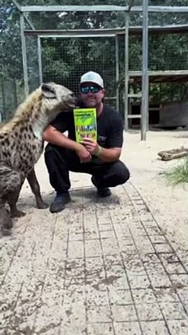 Funny Hyena
