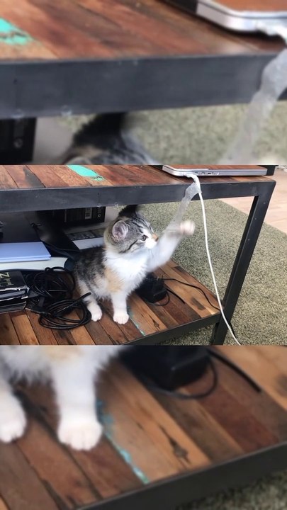 Cute cat fighting