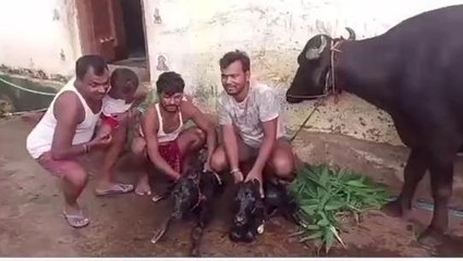 जहानाबाद: कुदरत का करिश्मा, भैंस ने दिया जुड़वा बच्चों को जन्म, देखकर लोग हैरान, आप भी देखिए