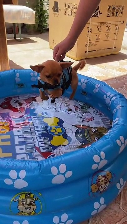 Perrito usa su flotador para aprender a nadar.