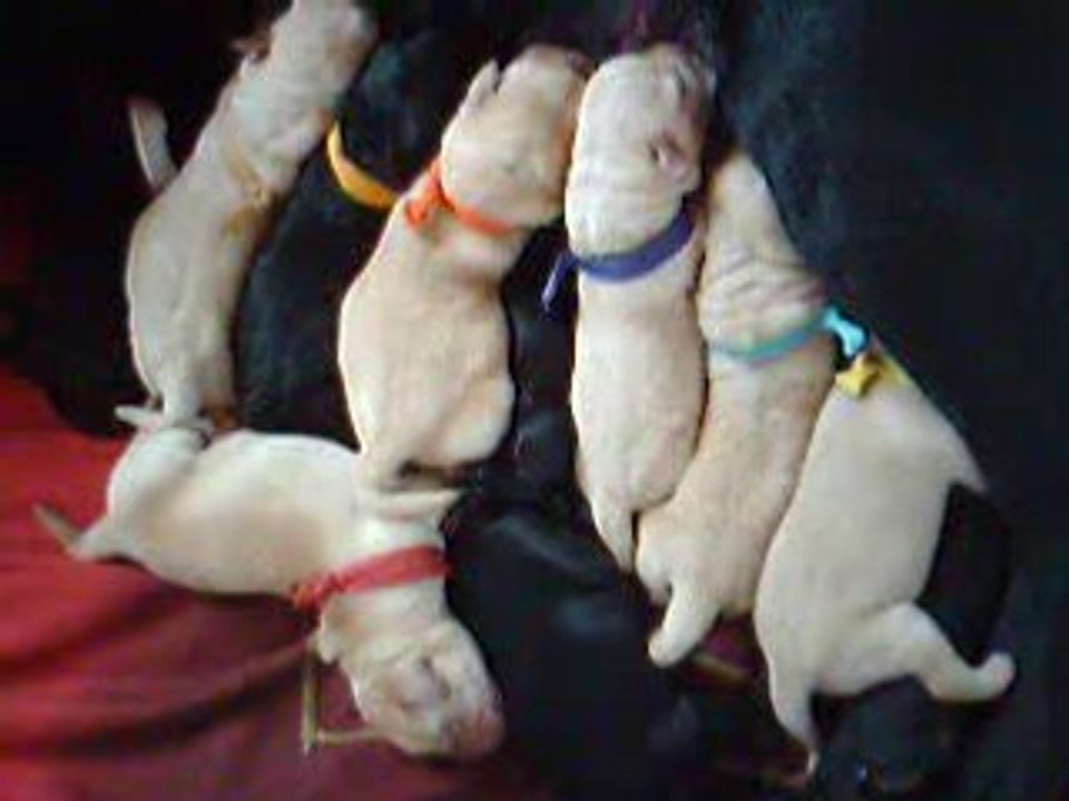 les chiots à 3 jours