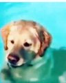 Here's A Dog Realizing You Can Stand In A Pool