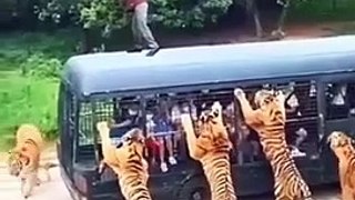 tiger-dangerous-wild-animals-tiger-vs-humen-wild-adventure-shorts
