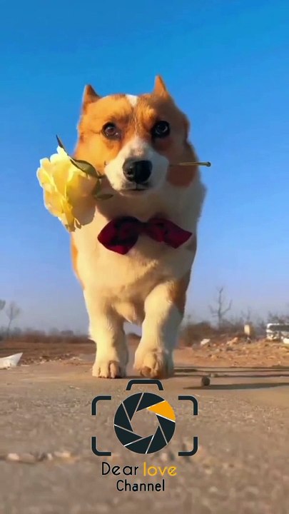 Dog fall in love